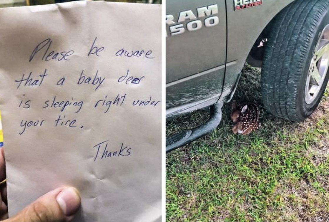 note and the baby deer curled up next to the tire