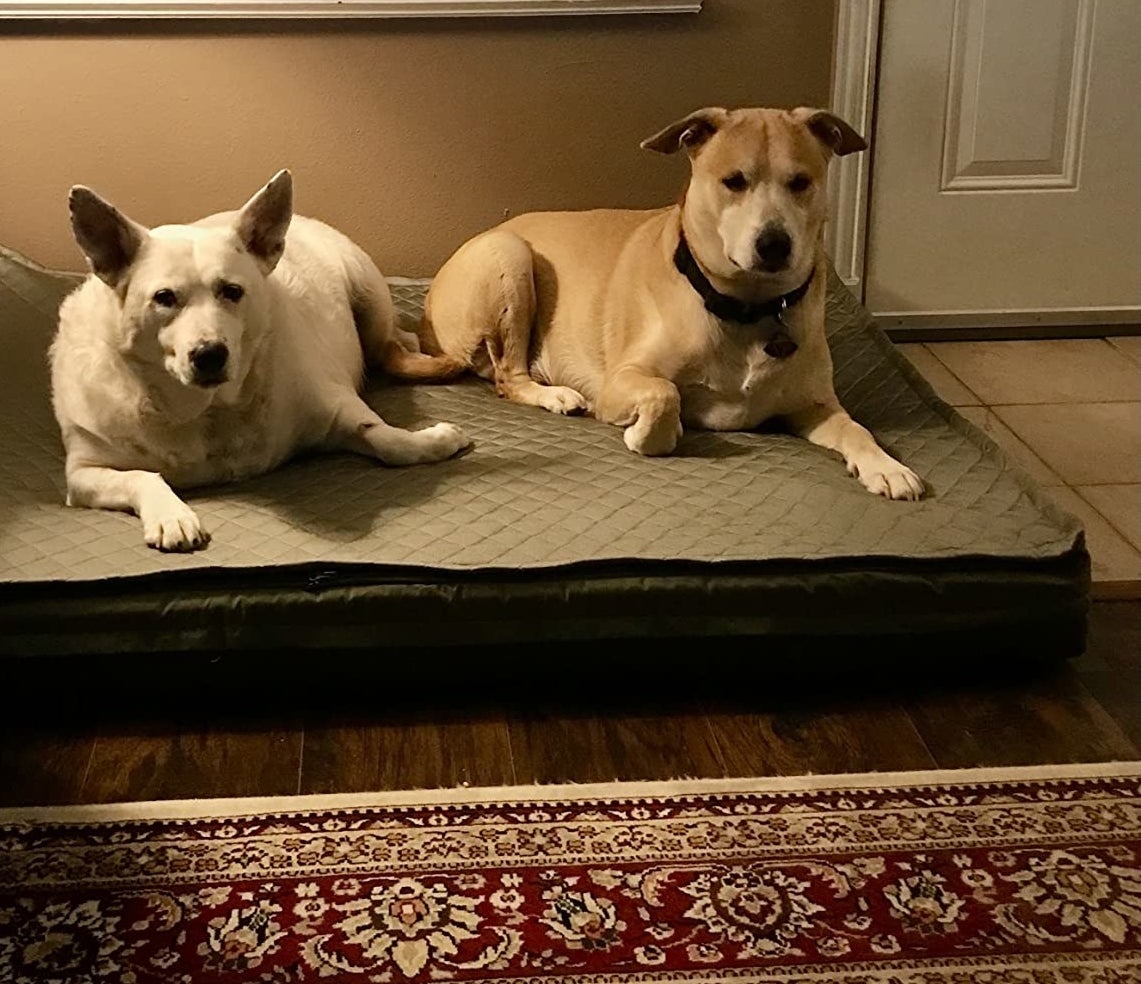 Reviewer image of two dogs laying on bed