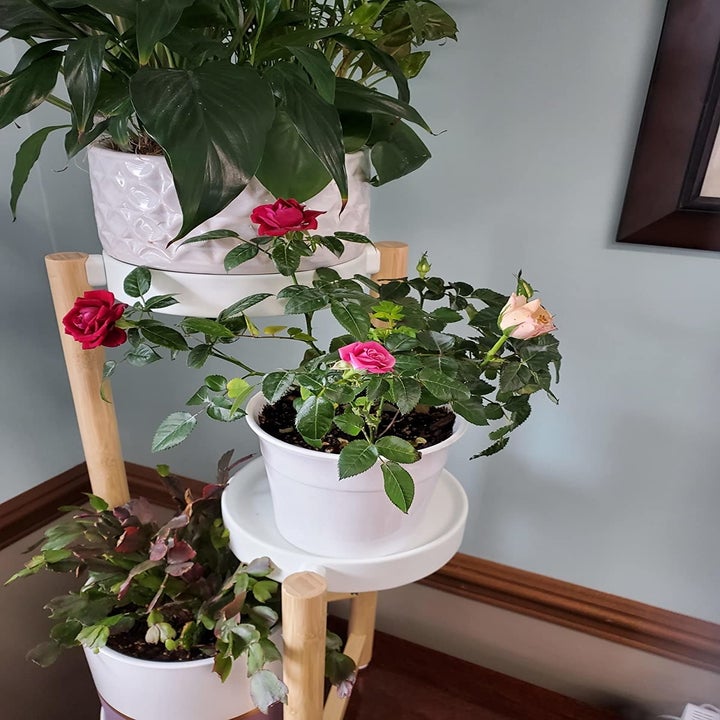 Reviewer's plants growing after using Miracle-Gro spikes