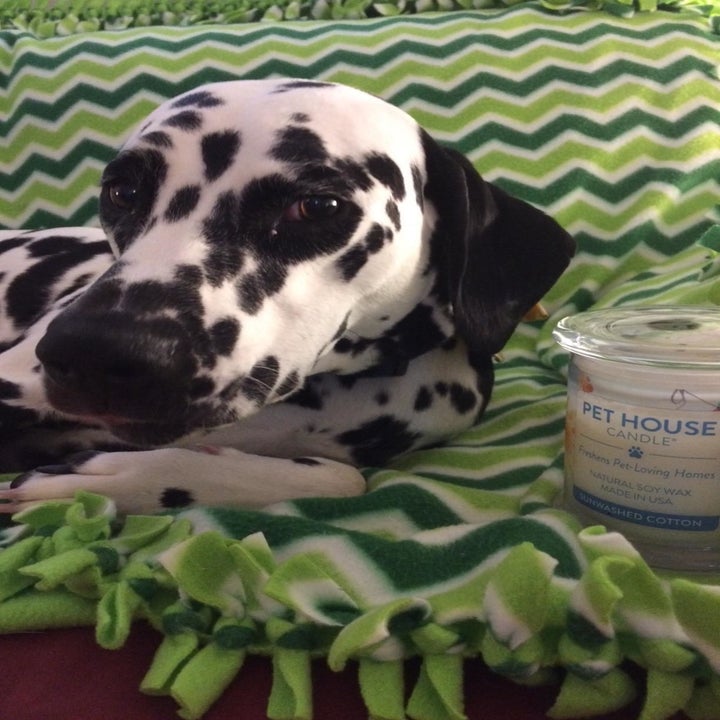 Reviewer's dog sitting next to their Pet House candle