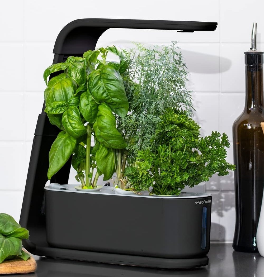 an aerogarden with fresh herbs growing out of it