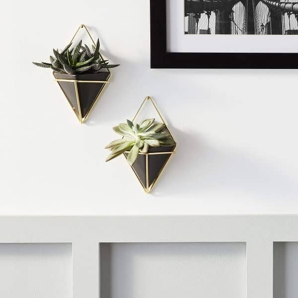 the two planters with succulents in them on a wall