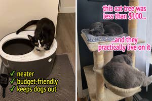 a top entry litter box / a cat tree for less than $100