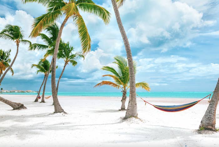 palm trees on a white-sand beach