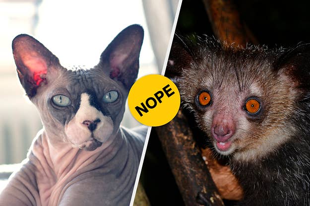 Can You Guess The Names Of These Unusual Animals?