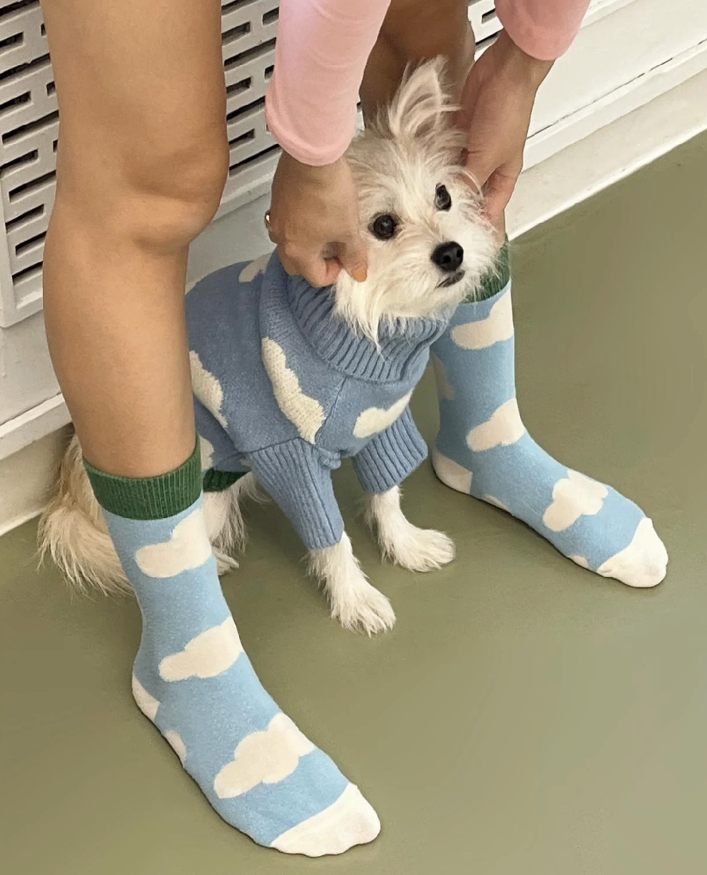 small dog in a blue sweater with clouds