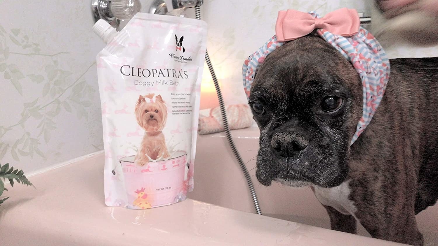 A dog with a headband standing in the bathtub with a pouch of doggy milk bath