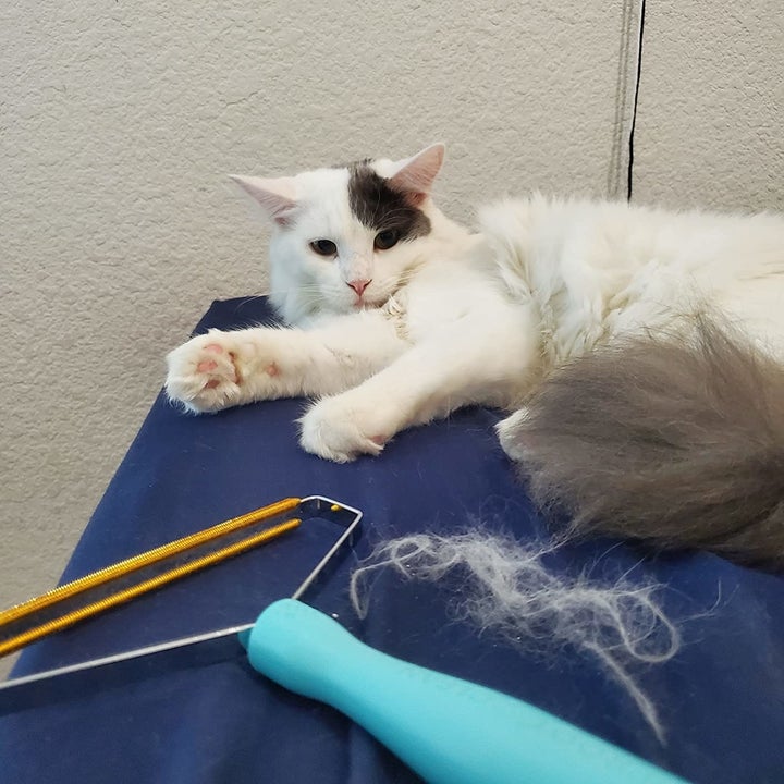 A reviewer's cat laying with a pile of its fur and the Uproot cleaner