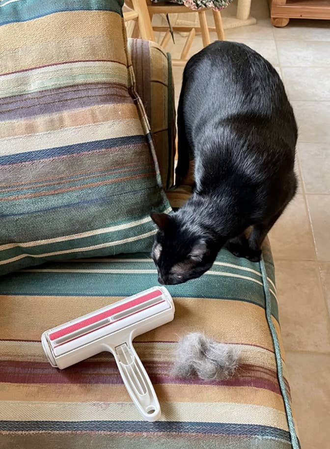 cat sitting next to roller filled with hair on couch