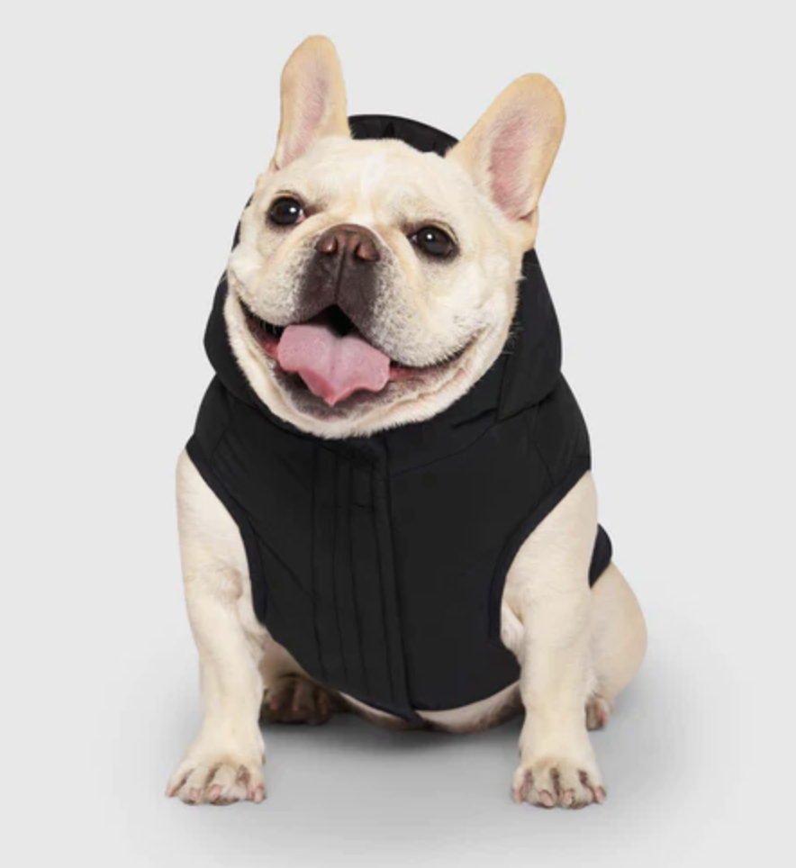french bulldog wearing waterproof puffer vest in black