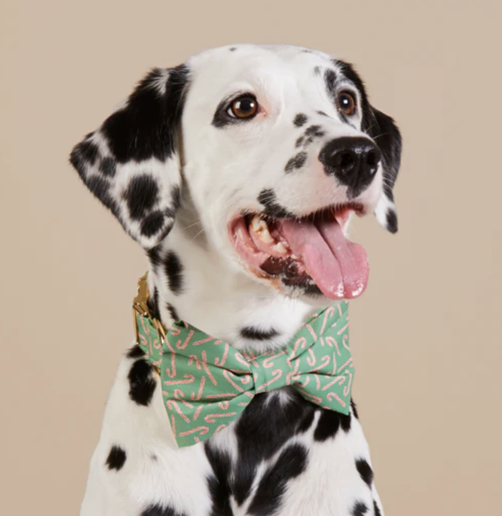 Dalmatian wearing candy cane pattern bow tie