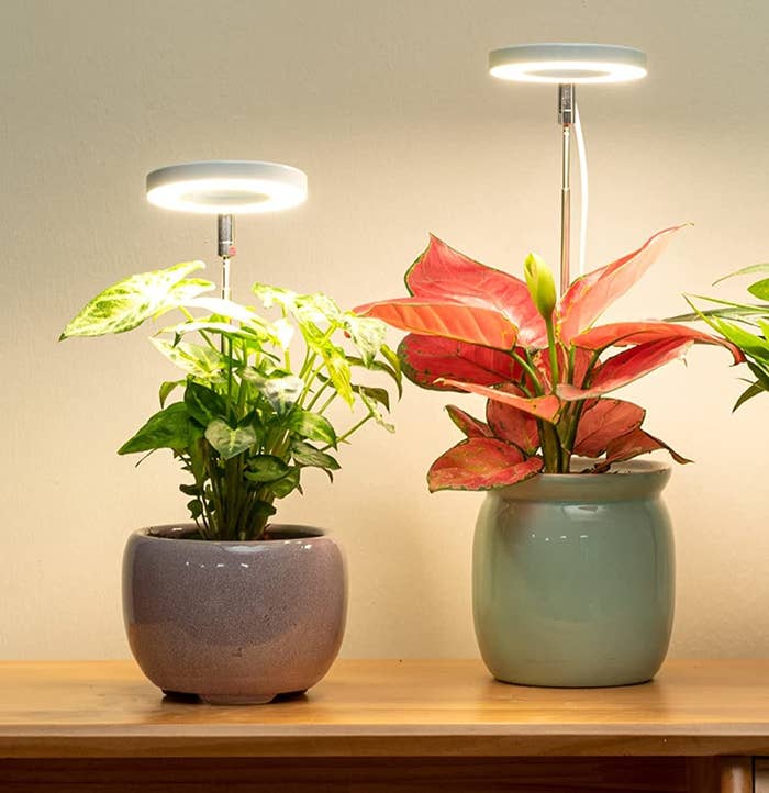 two plants in pots with the lights above them