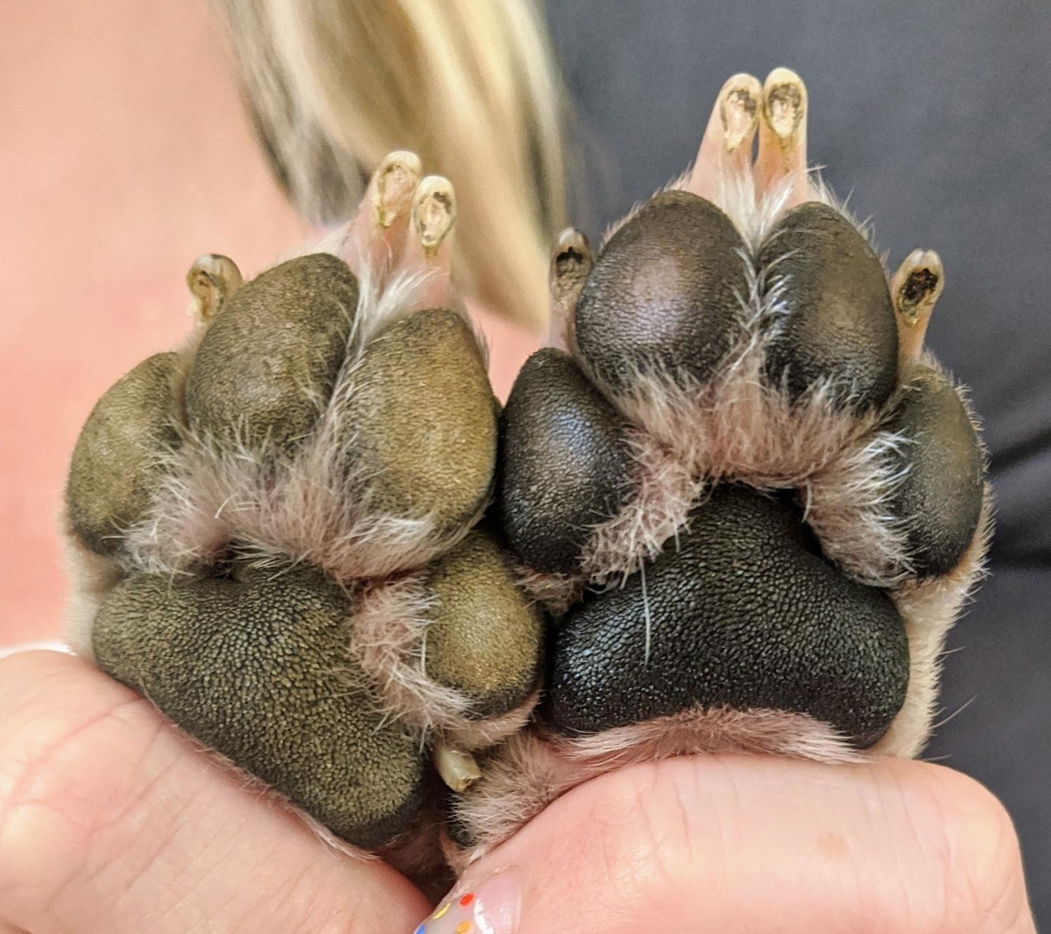 Reviewer photo of their dog&#x27;s paw pads, one with the butter and one without