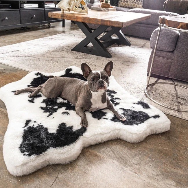 gray French bulldog on faux cowhide orthopedic dog bed