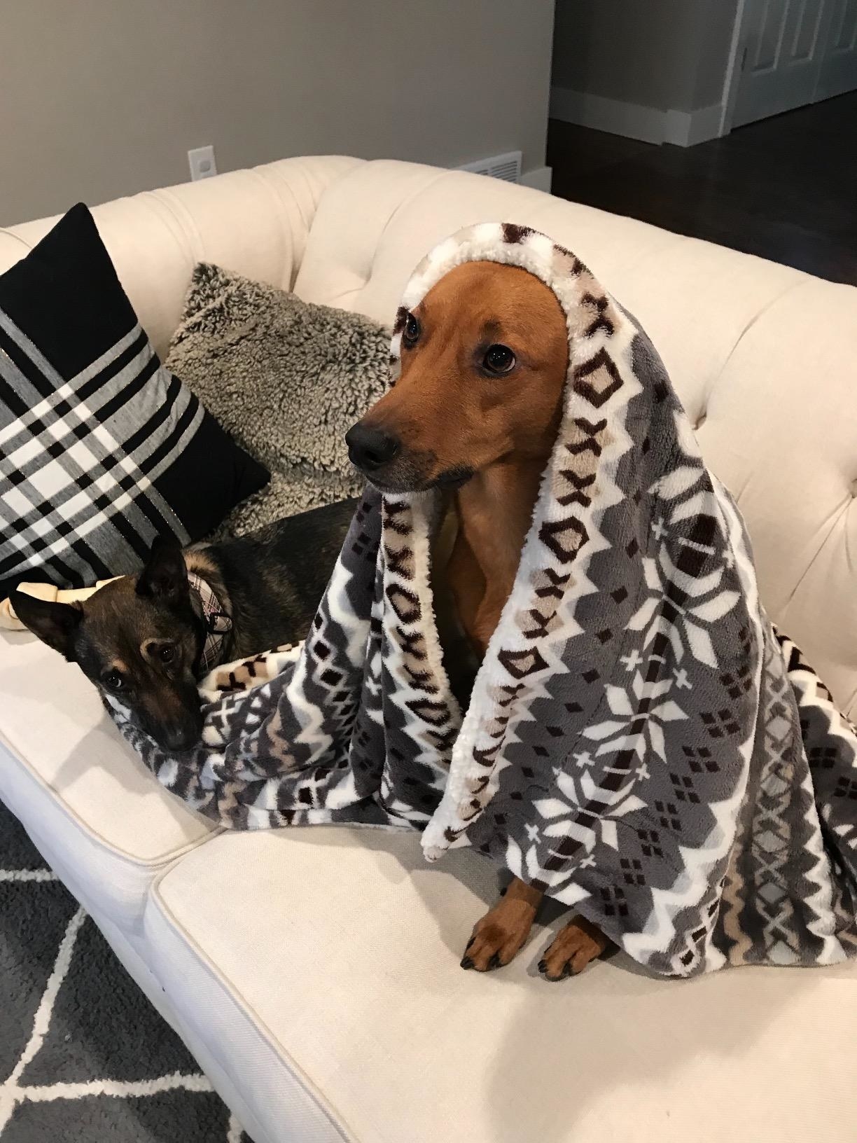Reviewer image of dogs under blanket on their sofa