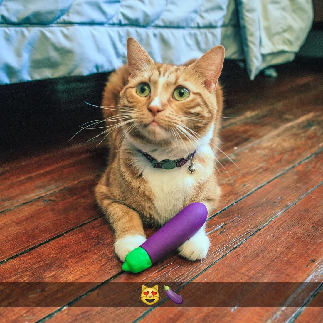 Cat with purple eggplant emoji vibrator
