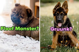 two images: one is a chow chow puppy and the other is a german shepherd puppy