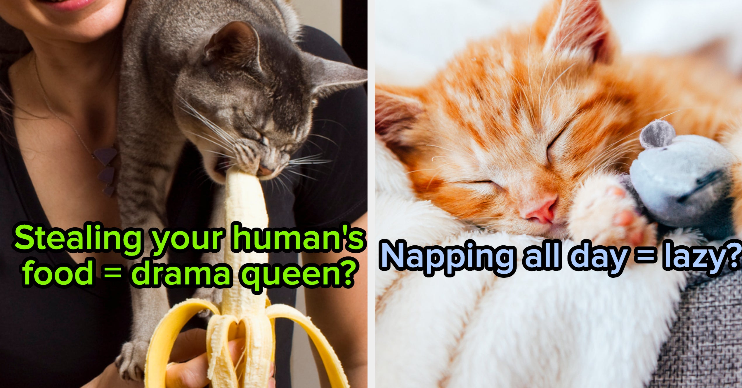 Spend A Day As A Cat To Reveal Your Cat Personality