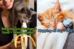 A cat eats a banana and a cat sleeps on a couch