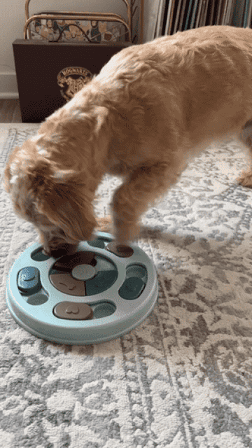gif of dog trying to find treats inside circular blue puzzle toy