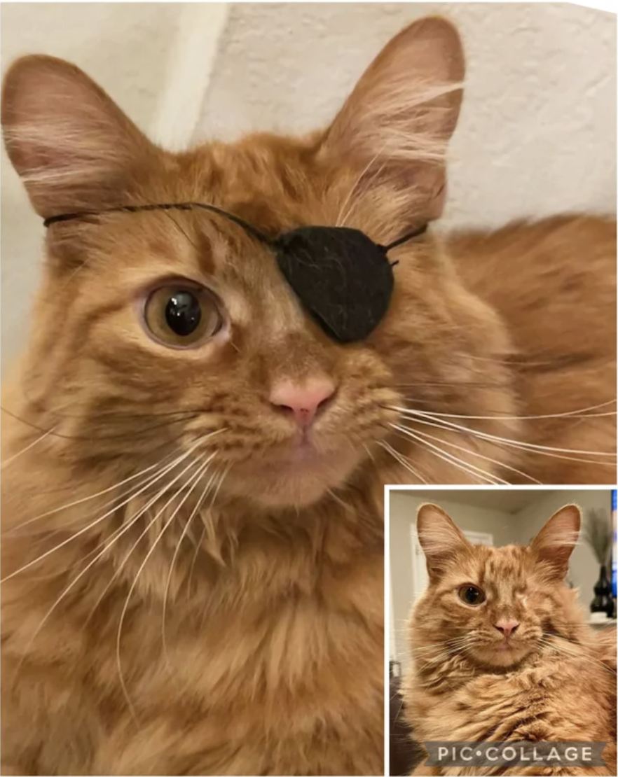 Close-up of a ginger tabby with a small eye patch