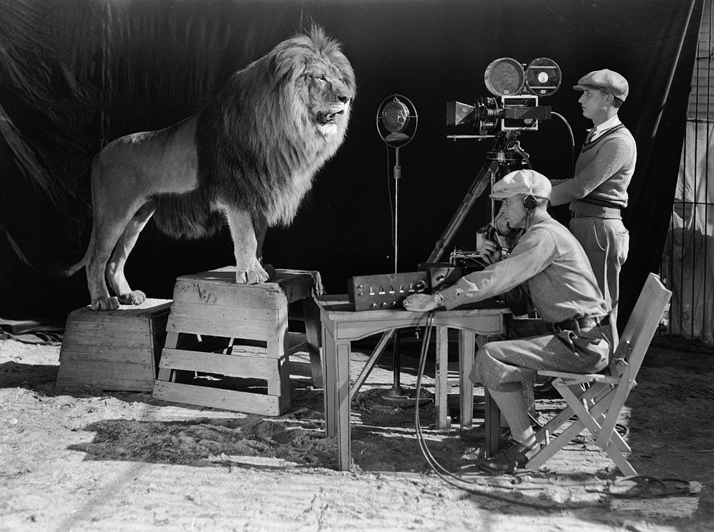 A male lion stands on two wooden platforms before two cameramen and their equipment