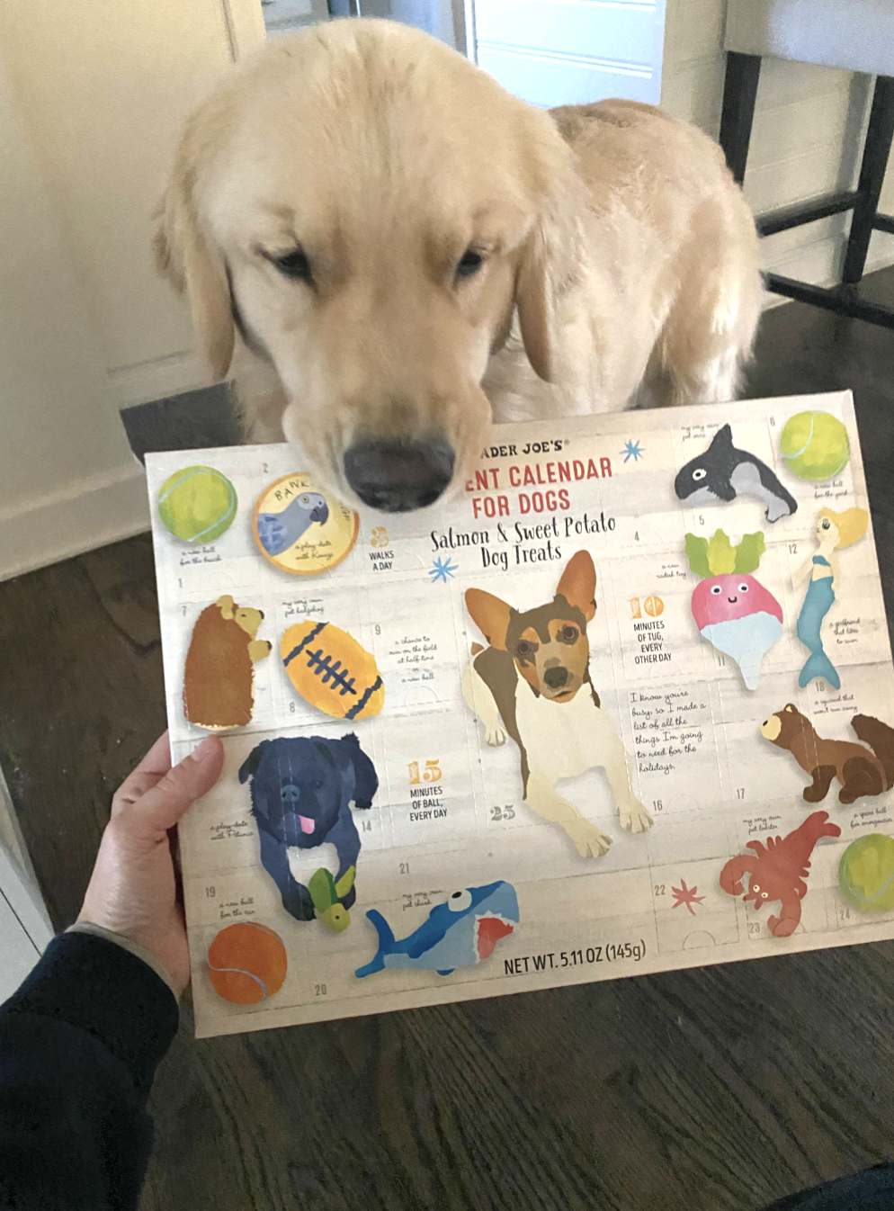 dog holding onto an advent calendar for dogs 