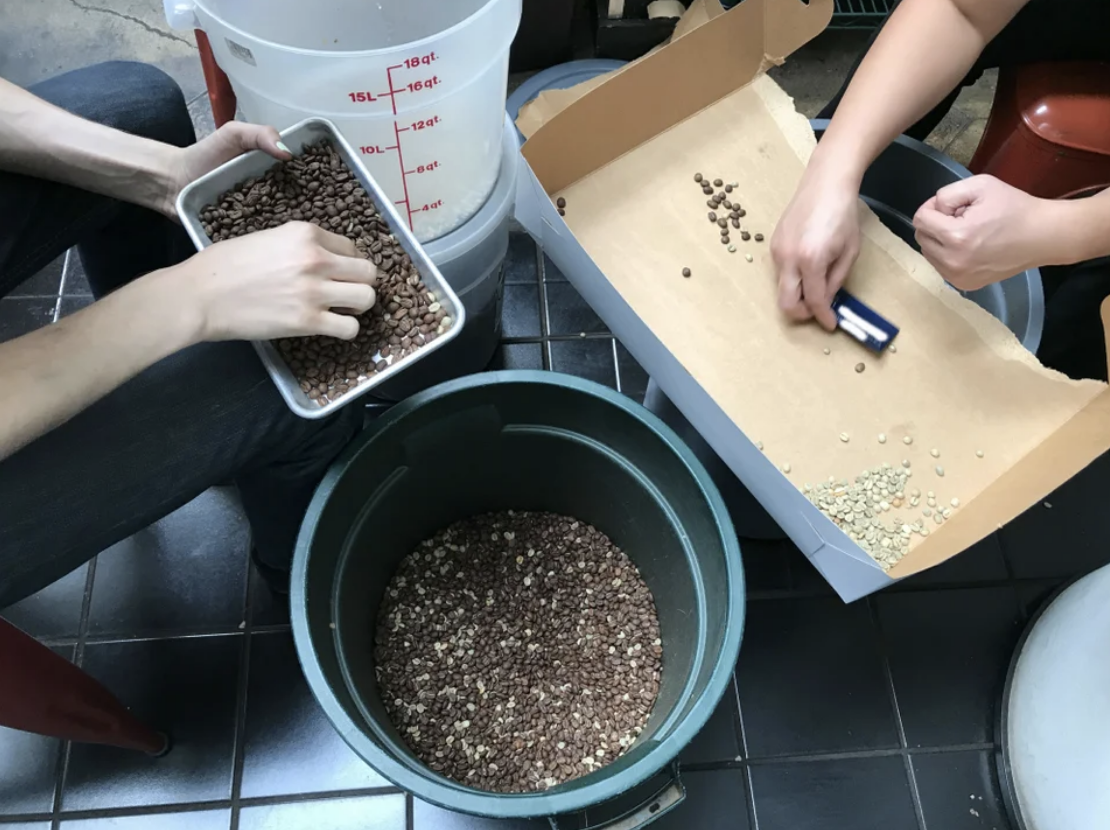Workers separating beans
