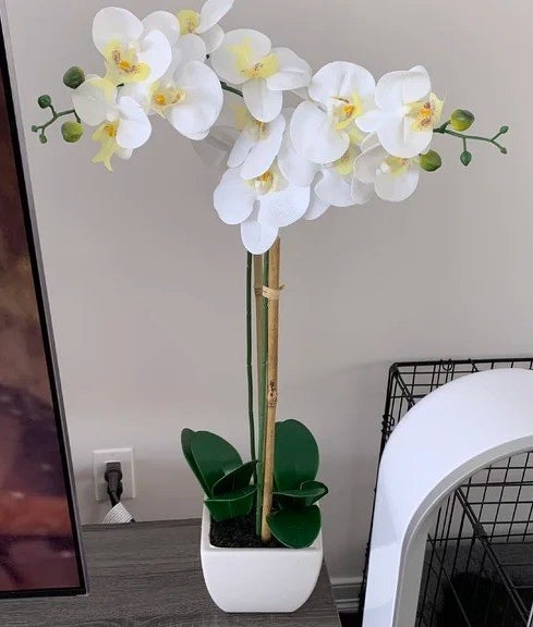 the white orchid on a gray wooden table