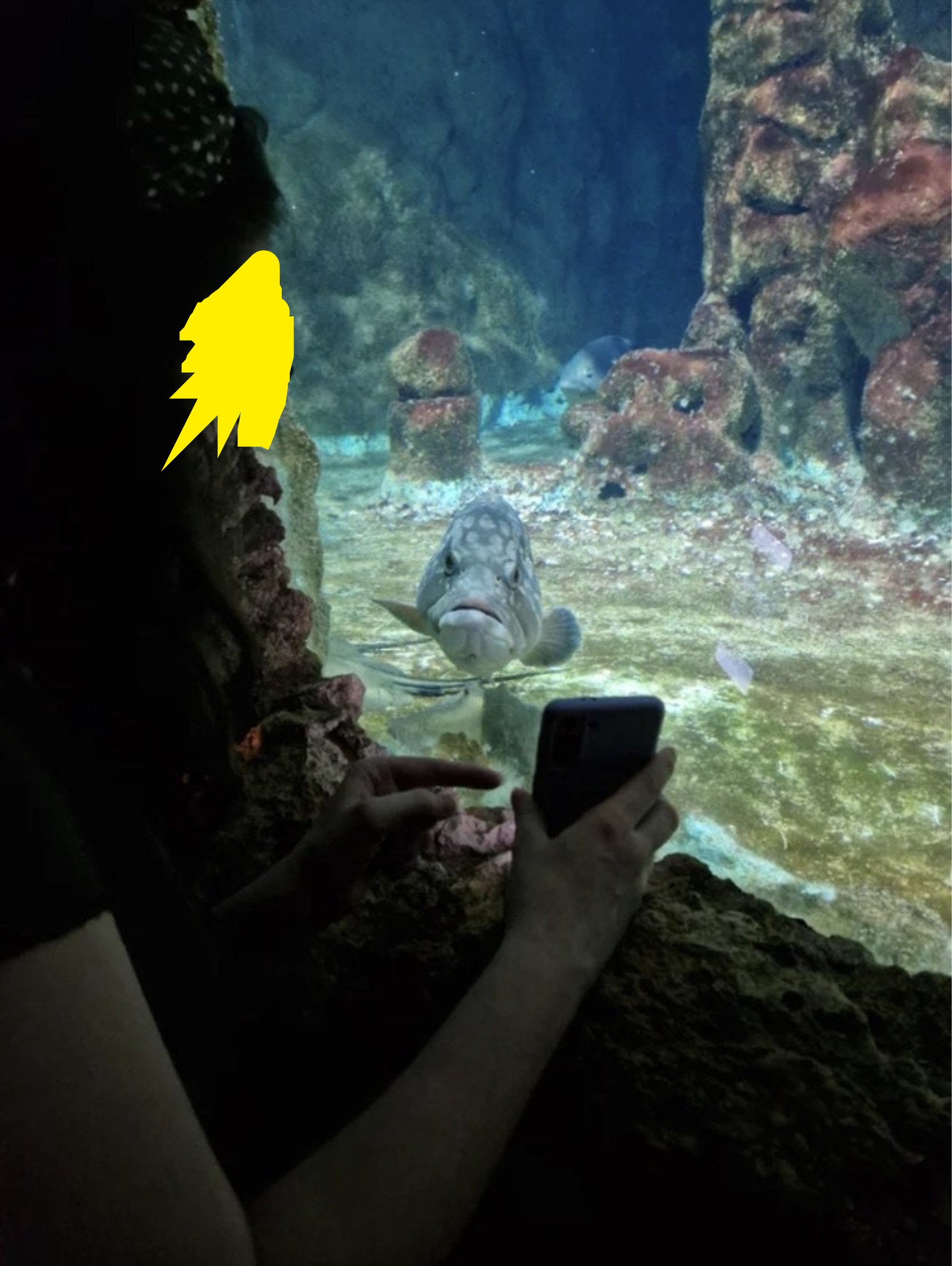 Someone showing a fish a photo