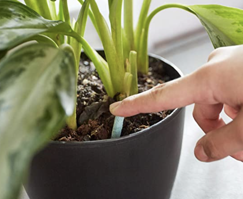 a person putting a plant spike into the soil of a potted plant