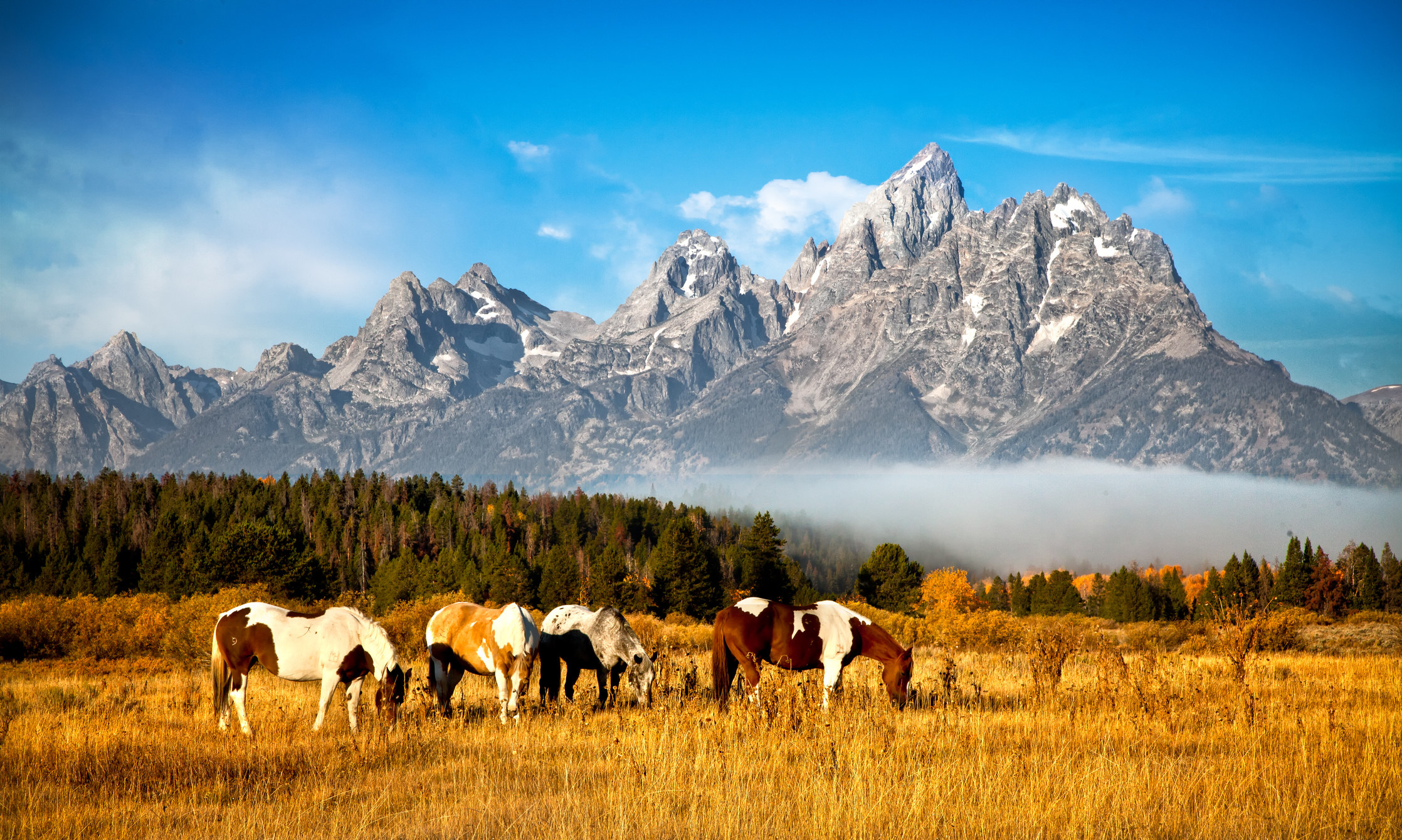 马吃草在领域的提顿山脉背景。