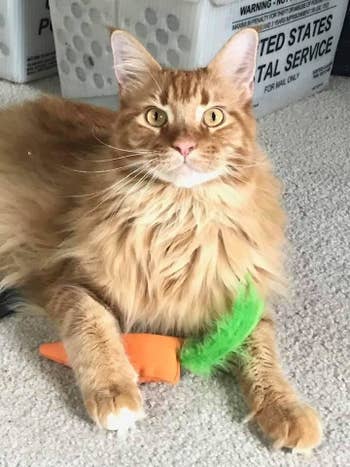 a cat with a carrot toy