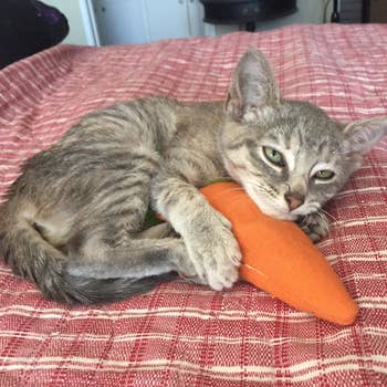 a kitten hugging a carrot cat toy