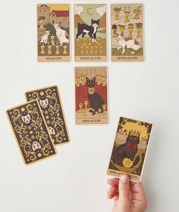 a person looking at the cat-themed tarot cards