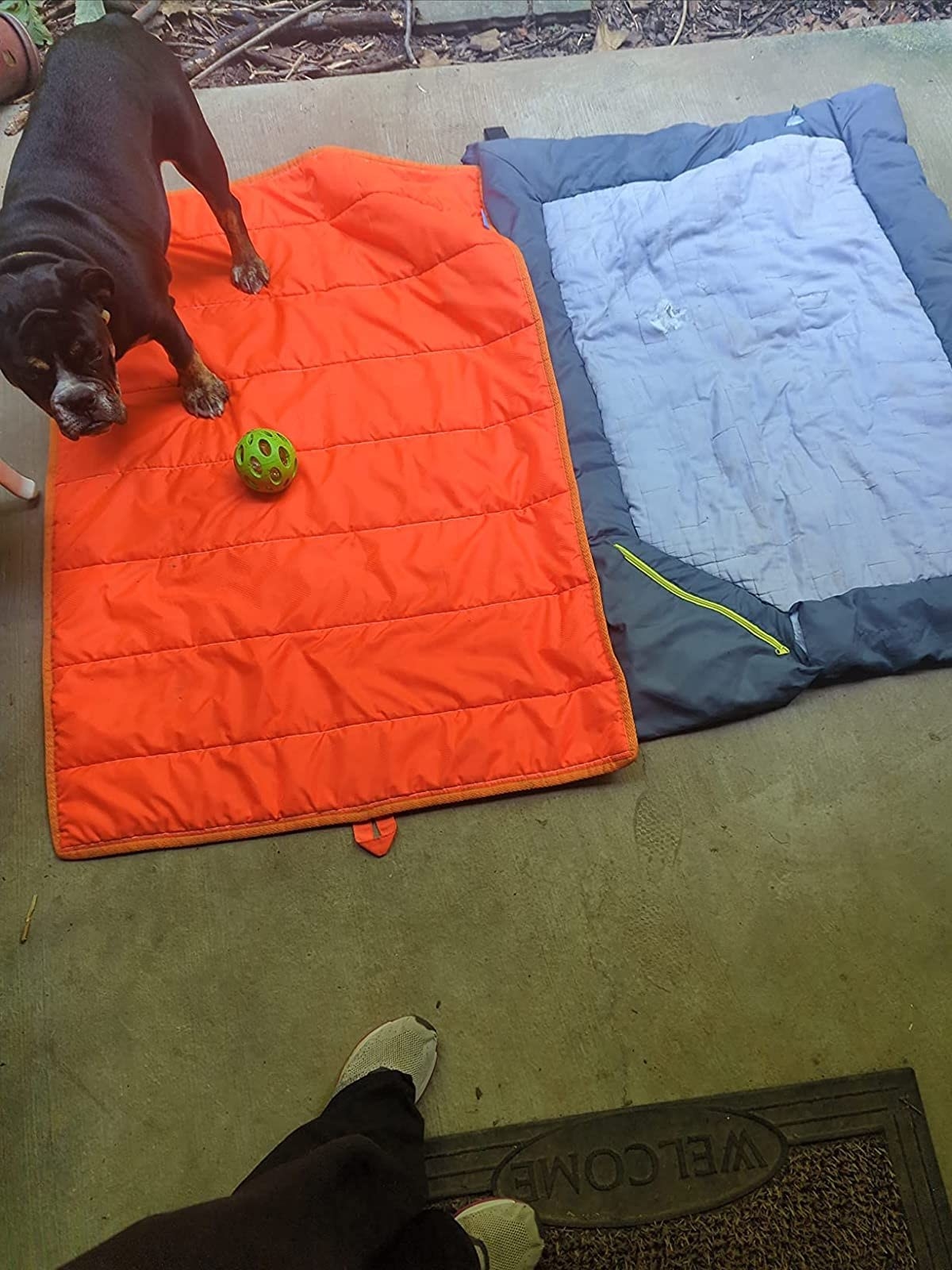 Reviewer&#x27;s photo of their dog on an orange travel bed