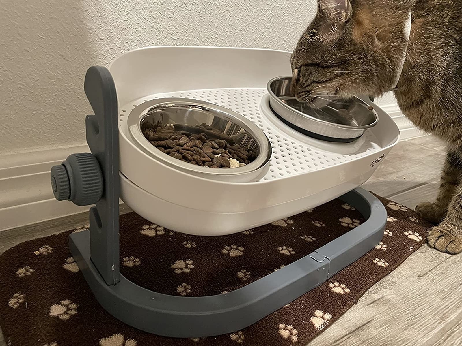 a cat eating out of the bowl