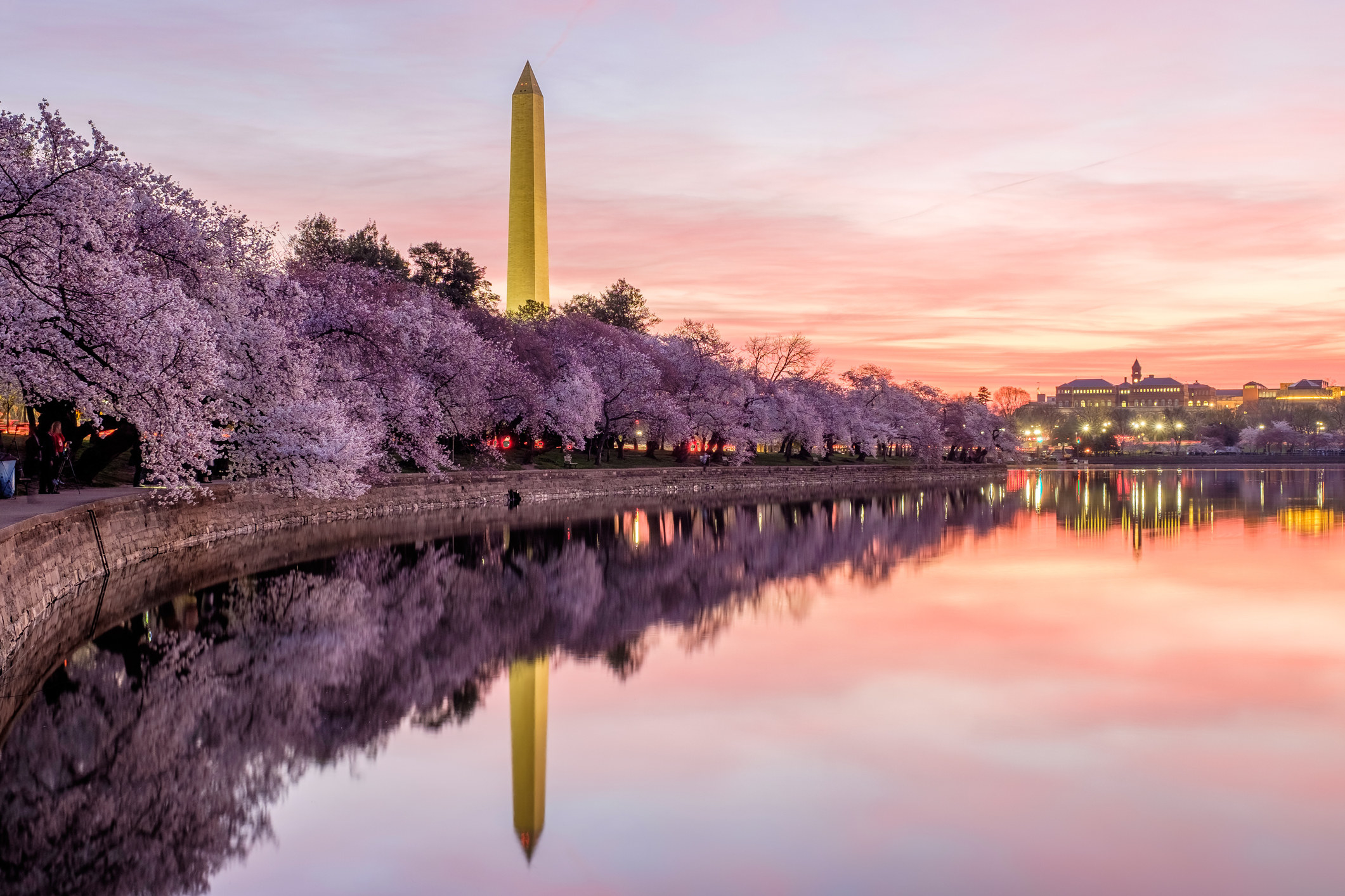 Cherry blossom season at the Washington Monument in DC.