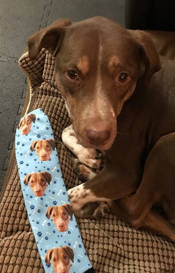 reviewer's dog next to socks with its face on them