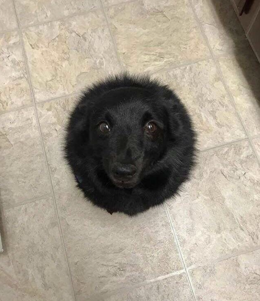 It&#x27;s clearly a black dog looking up from the kitchen floor