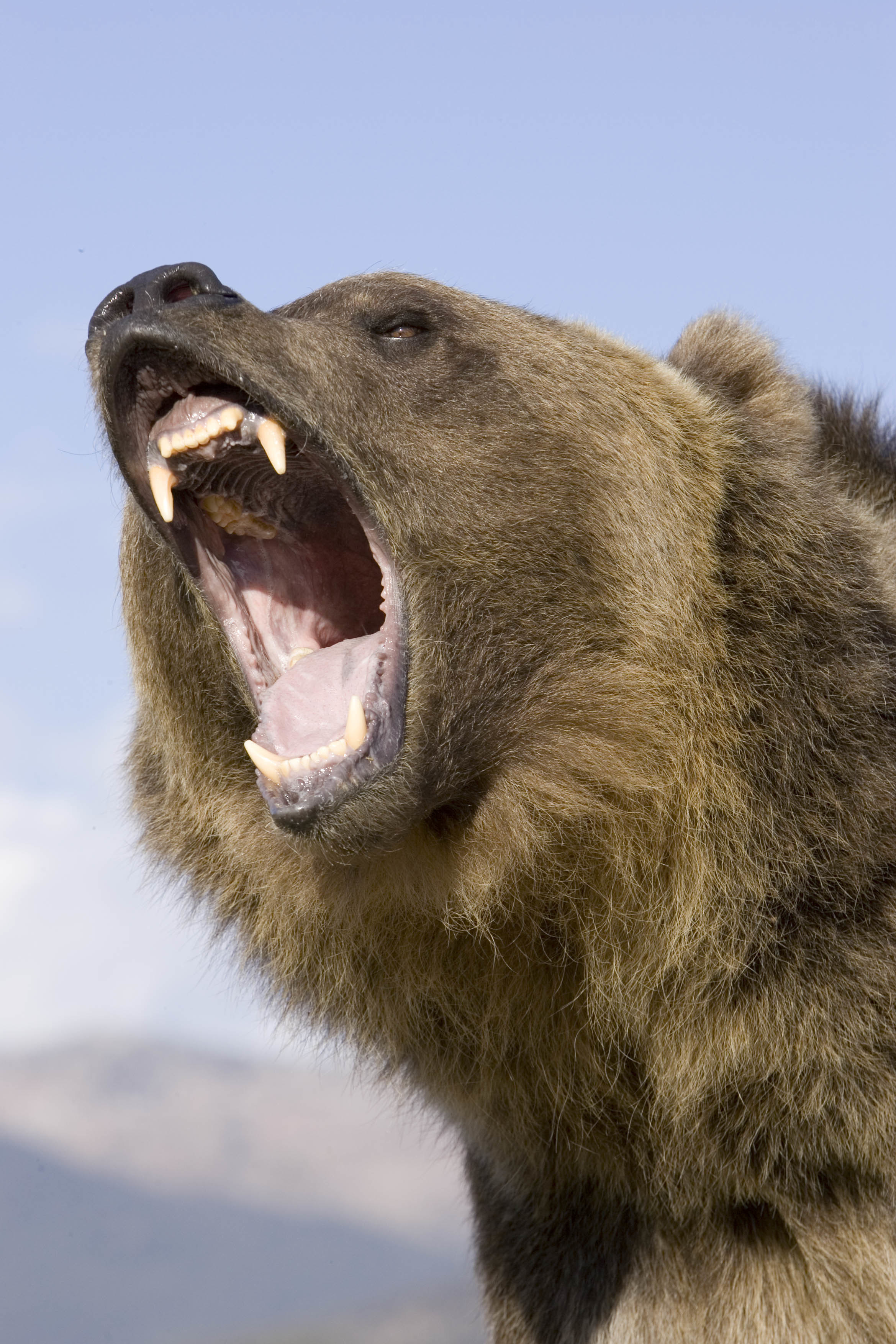 closeup of a bear growling