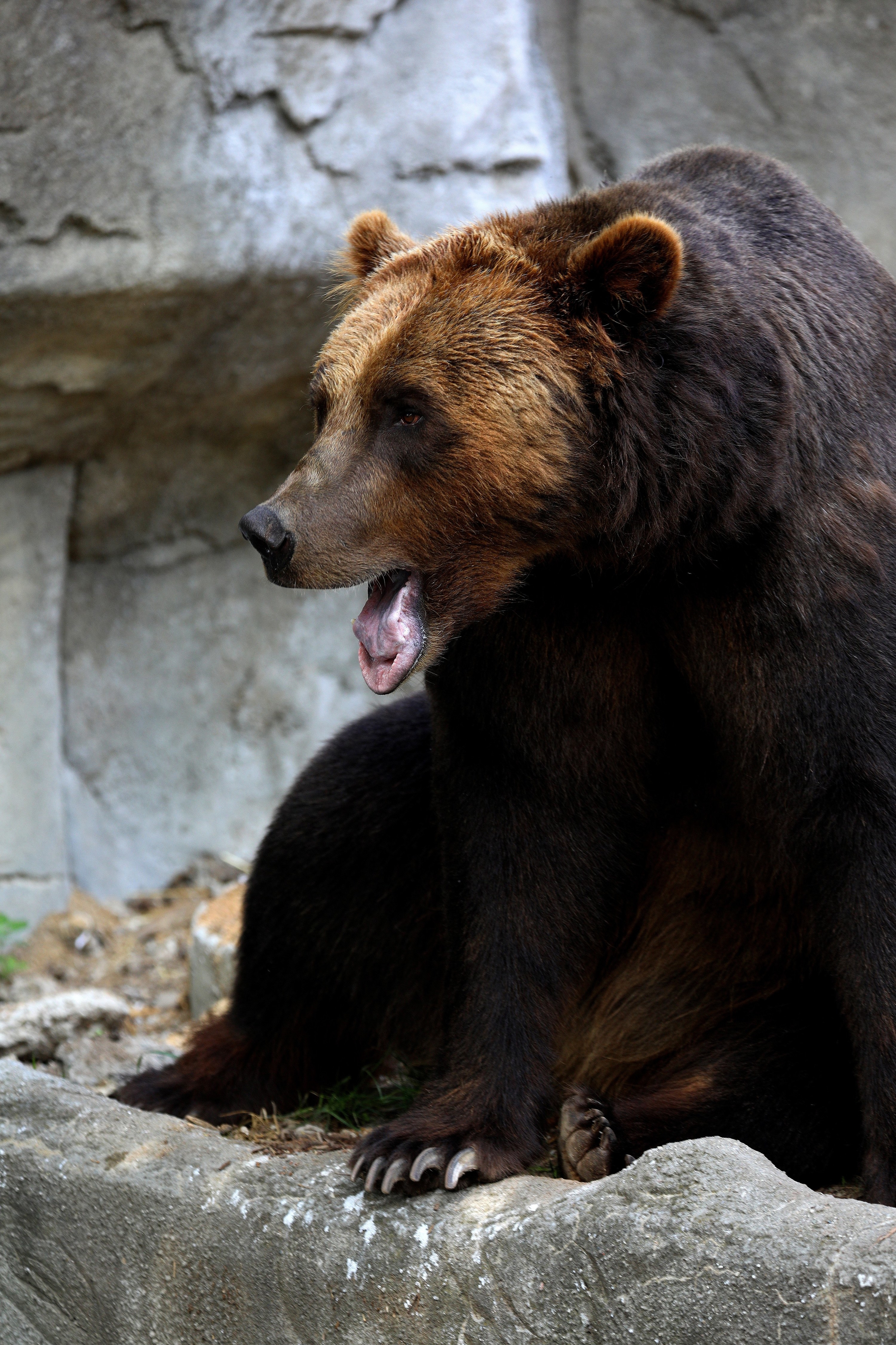 closeup of a bear