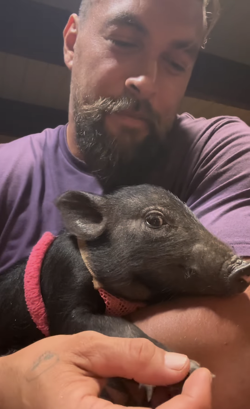 Jason Momoa Adopted A Pig  And It s So Cute - 25