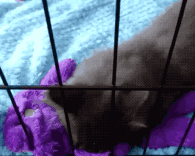 a different reviewer's cat kneading the toy