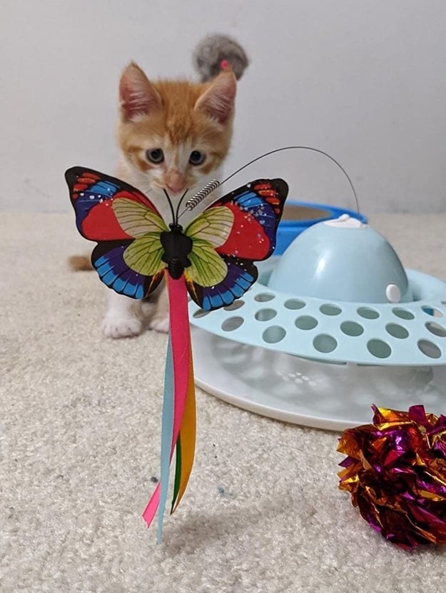 a reviewer's kitten playing with the butterfly teaser