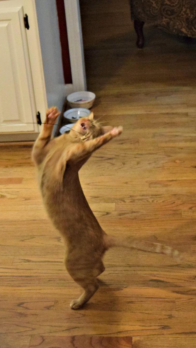 another shot of the same cat