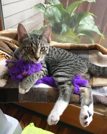 a reviewer's kitten with the purple purring toy