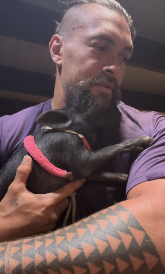 Jason Momoa Adopted A Pig  And It s So Cute - 8