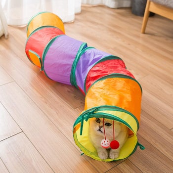 a cat in the multicolor tunnel