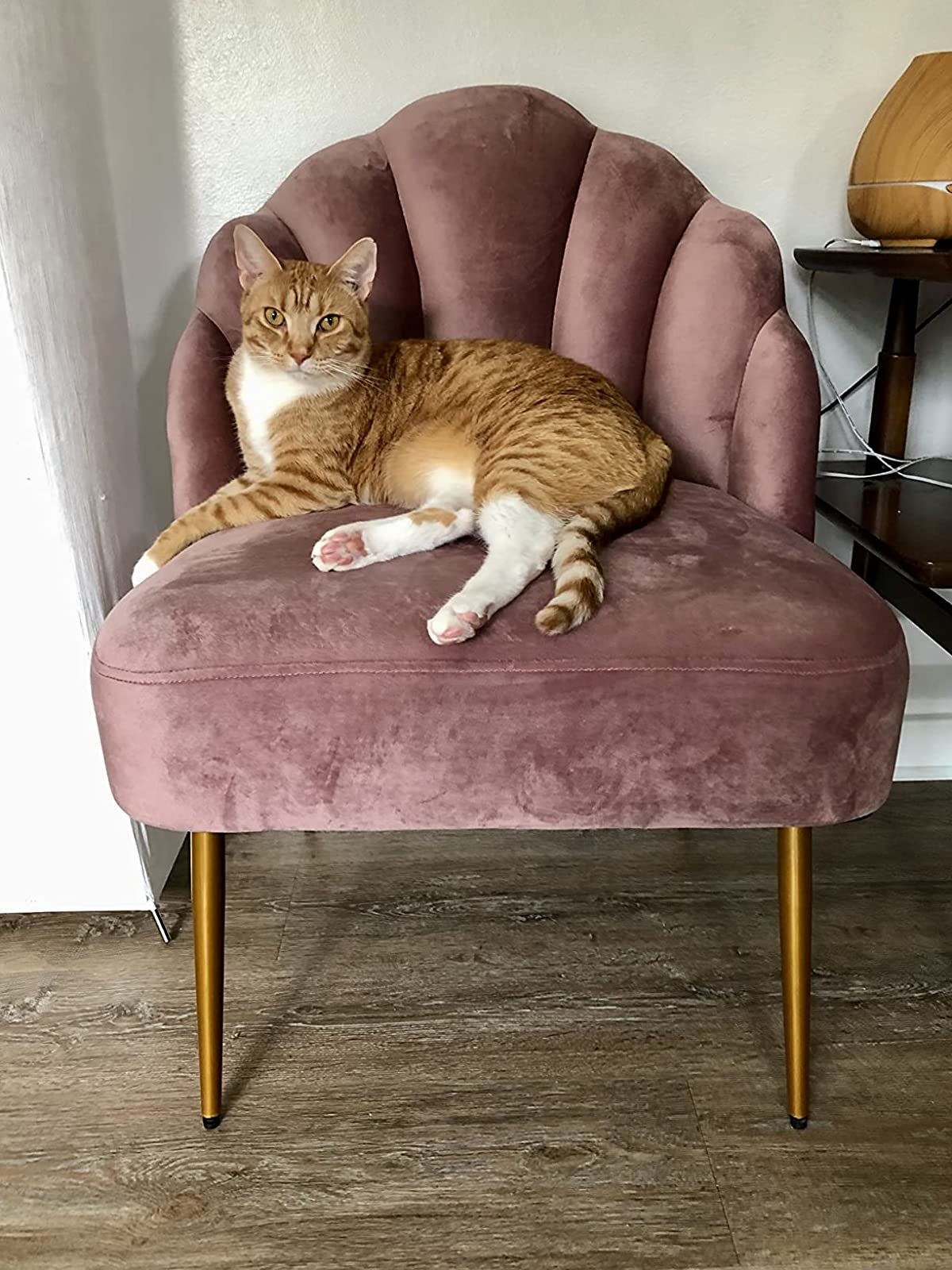 Reviewer&#x27;s cat sits on the pink velvet chair